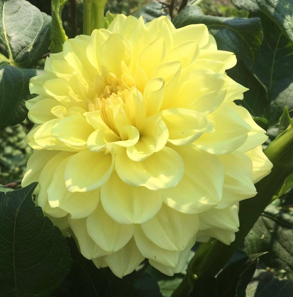 40+ Rare Seeds-A-Peeling Dahlia Seeds - Container, Beds & Cut Bouquets