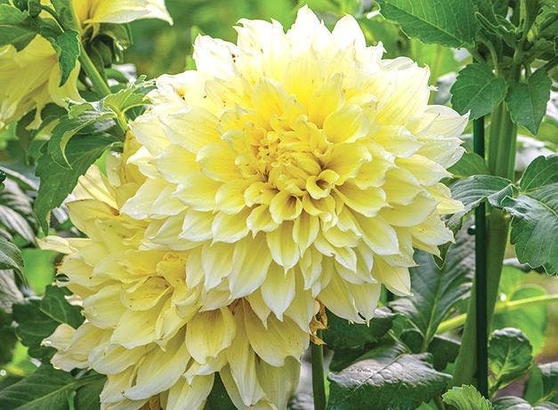 40+ Rare Seeds-A-Peeling Dahlia Seeds - Container, Beds & Cut Bouquets