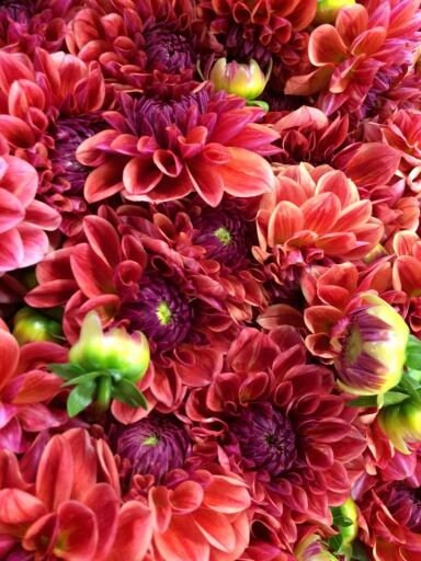40+ Rare Seeds - All That Jazz Dahlia Seeds, Container