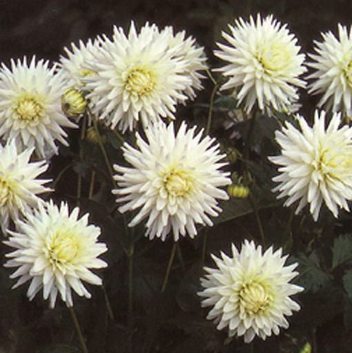 40+ Rare Seeds - All Triumph Dahlia Seeds, Container