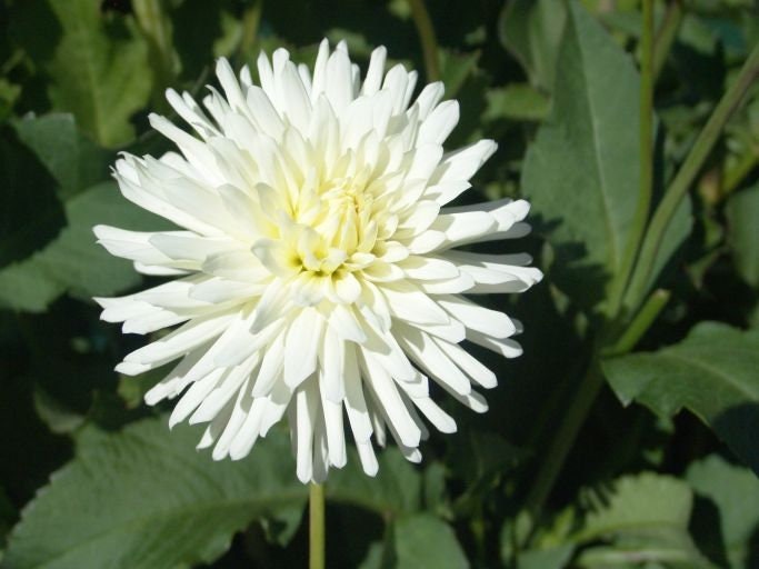 40+ Rare Seeds - All Triumph Dahlia Seeds, Container