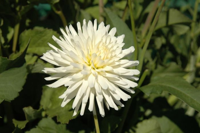 40+ Rare Seeds - All Triumph Dahlia Seeds, Container