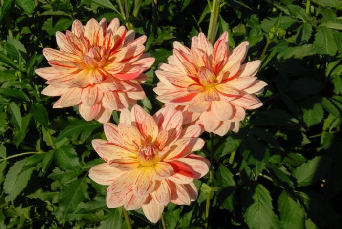 40+ Rare Seeds-Awe Shucks Dahlia Seeds - Container