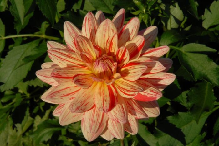 40+ Rare Seeds-Awe Shucks Dahlia Seeds - Container