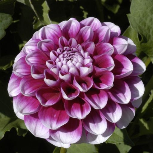 40+ Rare Seeds - Man Dahlia Seeds, Container