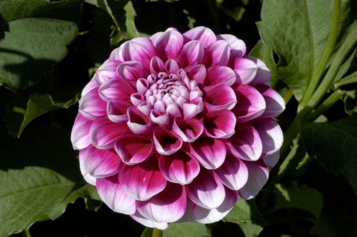 40+ Rare Seeds - Man Dahlia Seeds, Container