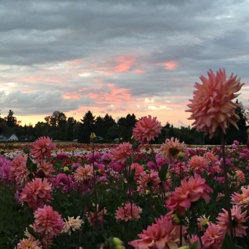 40+ Rare Seeds - Bahama Mama Dahlia Seeds, Container