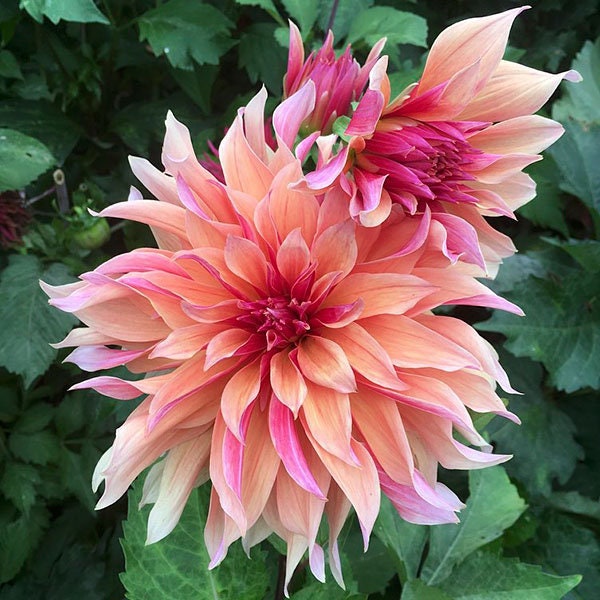 40+ Rare Seeds - Labyrinth Dahlia Seeds, Container