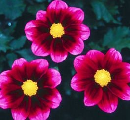 40+ Rare Seeds-Bashful Dahlia Seeds - Container, Beds & Cut Bouquets