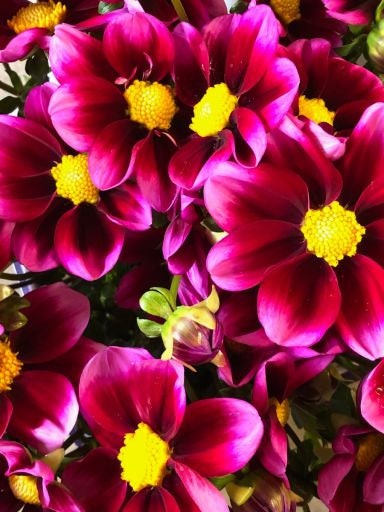 40+ Rare Seeds-Bashful Dahlia Seeds - Container, Beds & Cut Bouquets