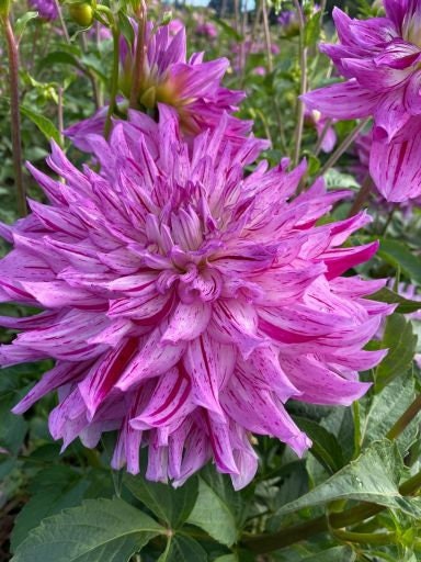 Hy Trio Dahlia Seeds, 40+ seeds