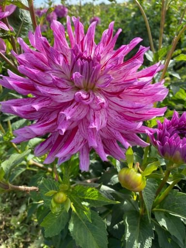 Hy Trio Dahlia Seeds, 40+ seeds