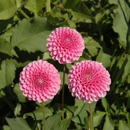 40+ Rare Seeds - Betty Anne Dahlia Seeds, Container
