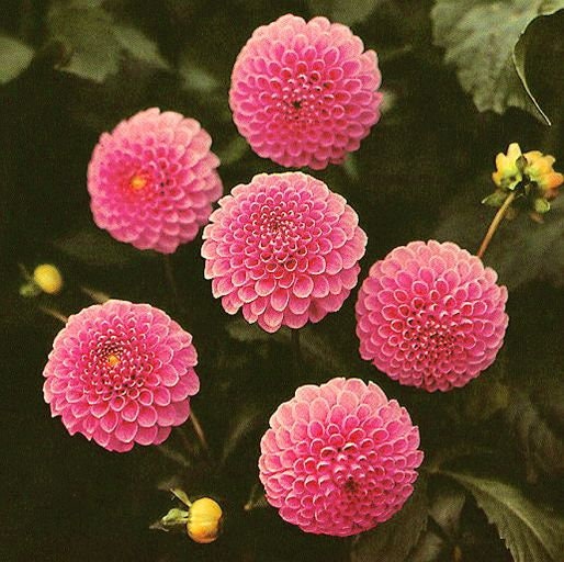 40+ Rare Seeds - Betty Anne Dahlia Seeds, Container