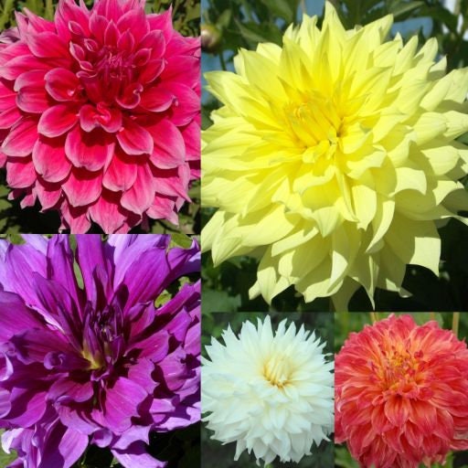 40+ Rare Seeds - Container, Beds & Cut Bouquets