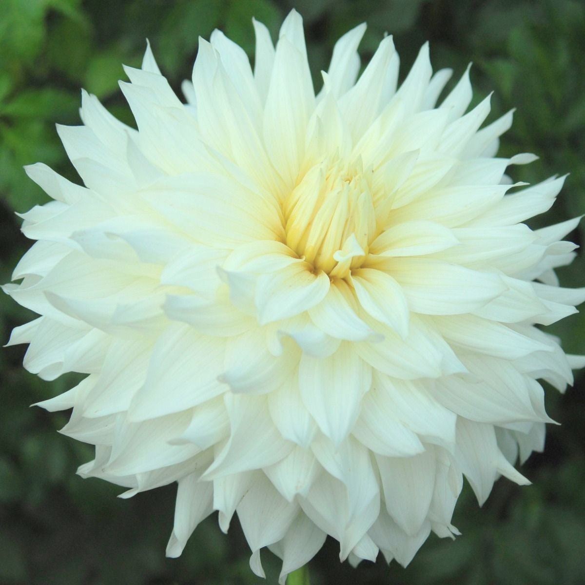 40+ Rare Seeds - Container, Beds & Cut Bouquets