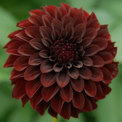 40+ Rare Seeds - Black Satin Dahlia Seeds, Container