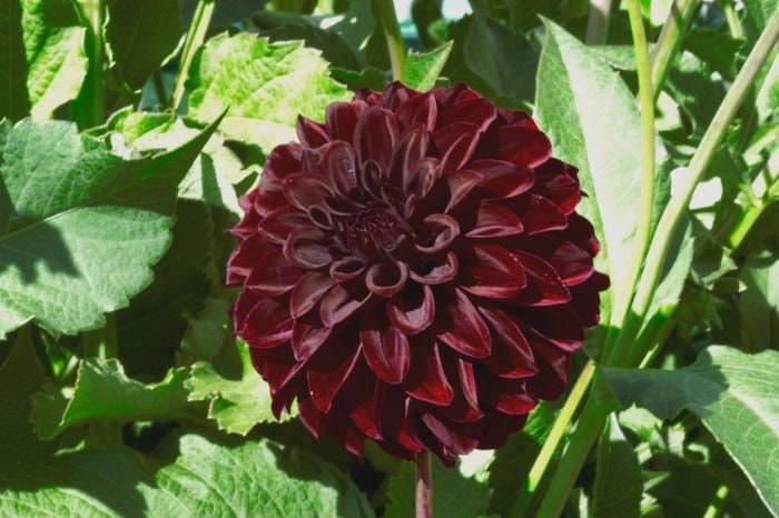 40+ Rare Seeds - Black Satin Dahlia Seeds, Container