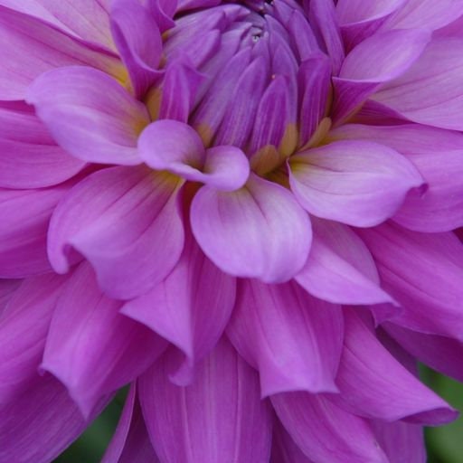 40+ Rare Seeds - Bluetiful Dahlia Seeds, Container
