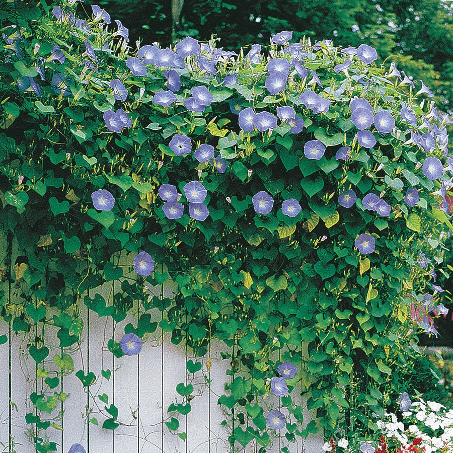 Heavenly Blue Morning Glory Seeds - Climbing Vine, 30+ seeds