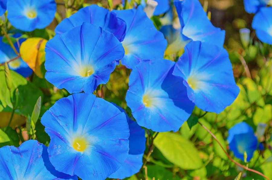 30+ Rare Seeds-Heavenly Blue Morning Glory Seeds #F001