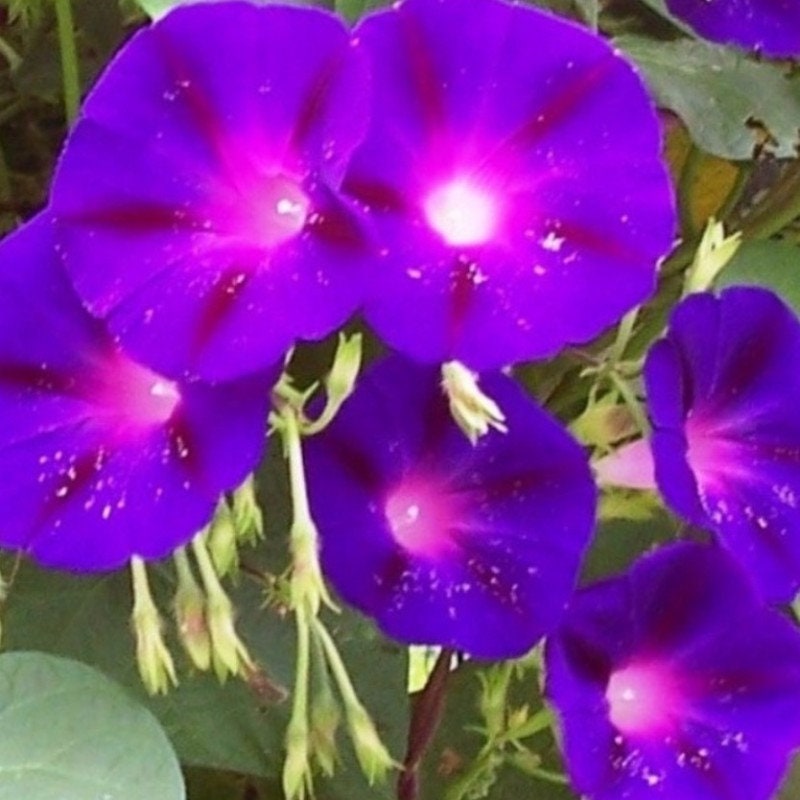 Star of Yelta Morning Glory Seeds - Climbing Vine, 30+ seeds
