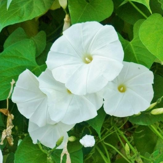 30+ Rare Seeds - White Morning Glory Seeds