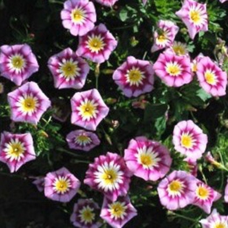 Ensign Rose Morning Glory Seeds - Climbing Vine, 30+ seeds