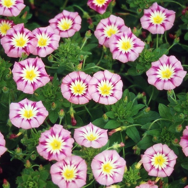 Ensign Rose Morning Glory Seeds - Climbing Vine, 30+ seeds