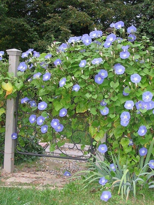 Blue Caprice Morning Glory Seeds - Climbing Vine, 30+ seeds