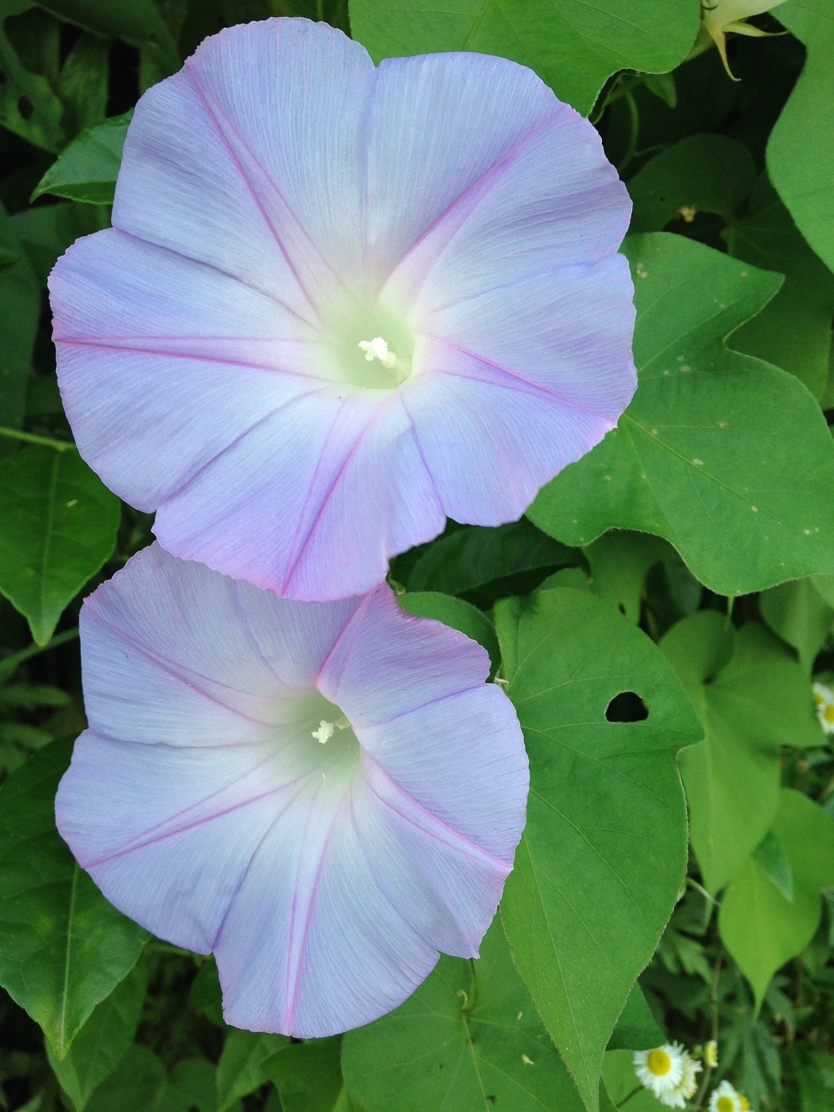 Blue Caprice Morning Glory Seeds - Climbing Vine, 30+ seeds