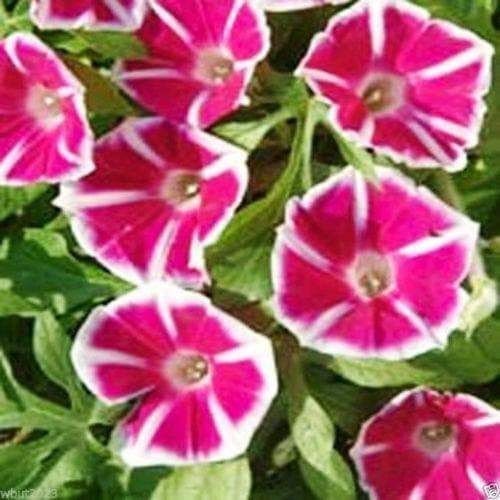 30+ Rare Seeds - Rosita Morning Glory Seeds