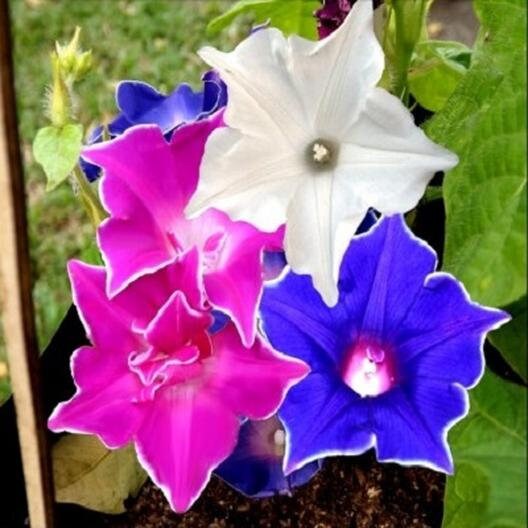 30+ Rare Seeds - Kikyo Zaki Morning Glory Seeds