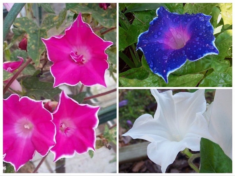 30+ Rare Seeds - Kikyo Zaki Morning Glory Seeds