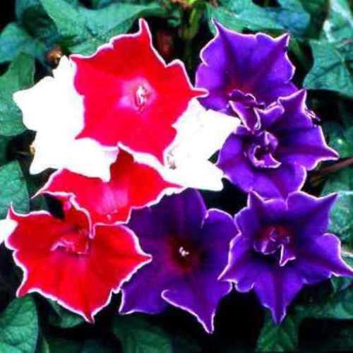 30+ Rare Seeds - Kikyo Zaki Morning Glory Seeds