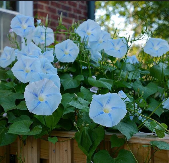 30+ Rare Seeds - Ismay Morning Glory Seeds