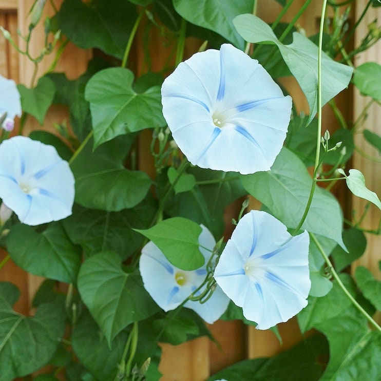 30+ Rare Seeds - Ismay Morning Glory Seeds