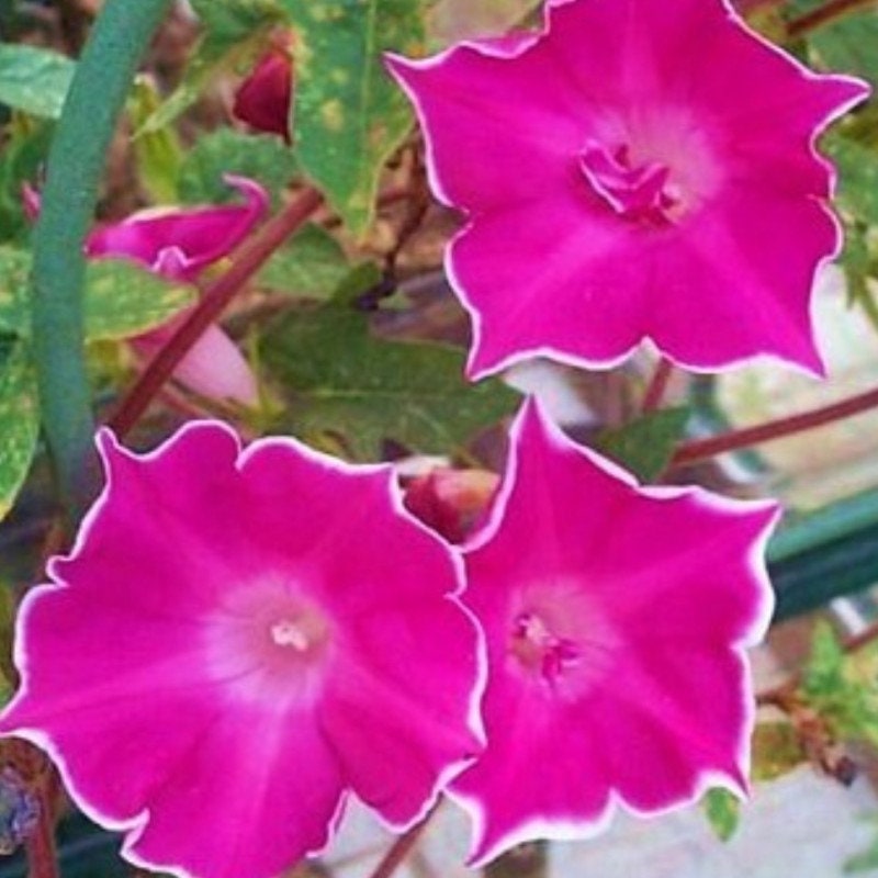 30+ Rare Seeds-Red Picotee Morning Glory Seeds