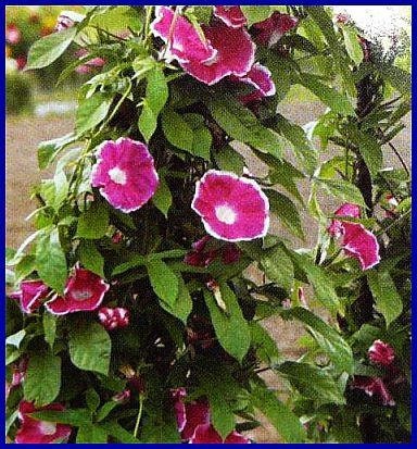 30+ Rare Seeds-Red Picotee Morning Glory Seeds