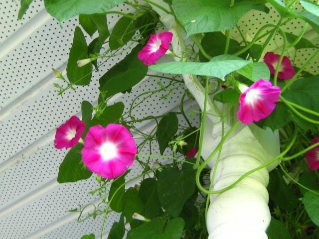 30+ Rare Seeds - Pink Crimson Glory Seeds