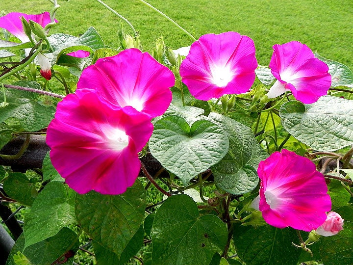 30+ Rare Seeds - Pink Crimson Glory Seeds