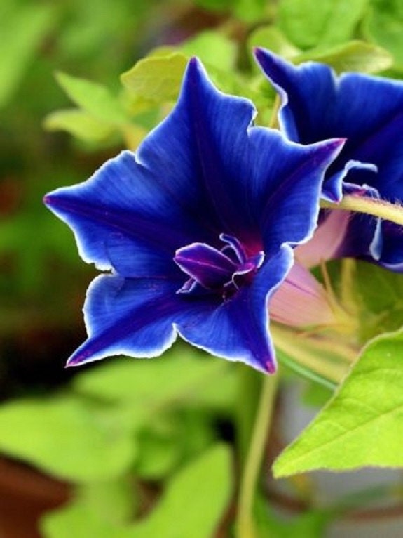 Morning Glory Seeds - Climbing Vine, 30+ seeds