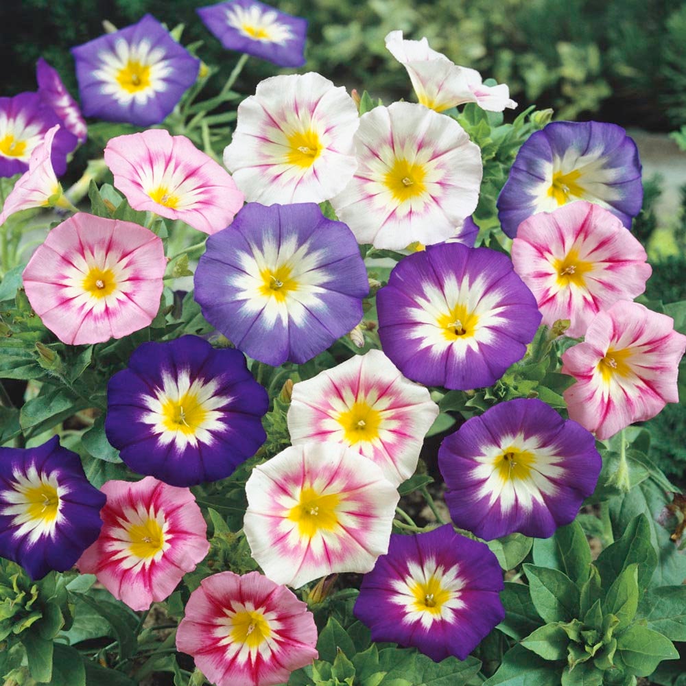 30+ Rare Seeds - Ensign Mix Morning Glory Seeds
