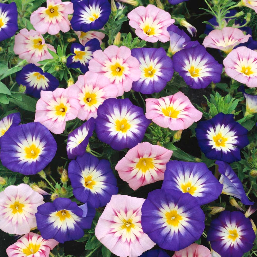 30+ Rare Seeds - Ensign Mix Morning Glory Seeds
