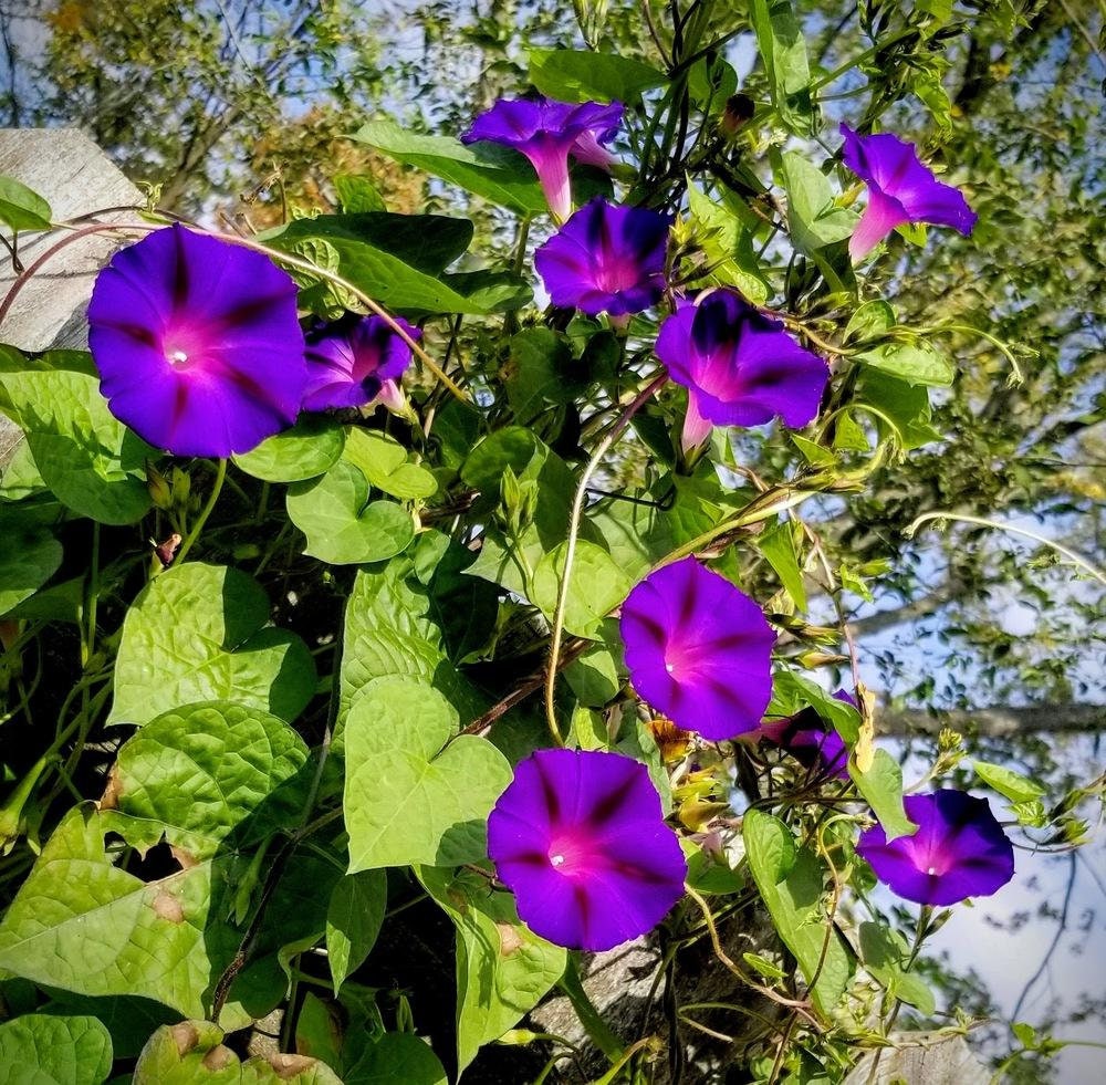 Purple Grandpa Ott Morning Glory Seeds - Climbing Vine, 30+ seeds