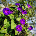 30+ Rare Seeds| Puprle Grandpa Ott  Morning Glory Seeds- Ipomoea Climbing Vine Fast Growing Annual Flower with Colorful Blooms for Garden Trellis Fence, Attracts Hummingbirds And Butterflies #F016