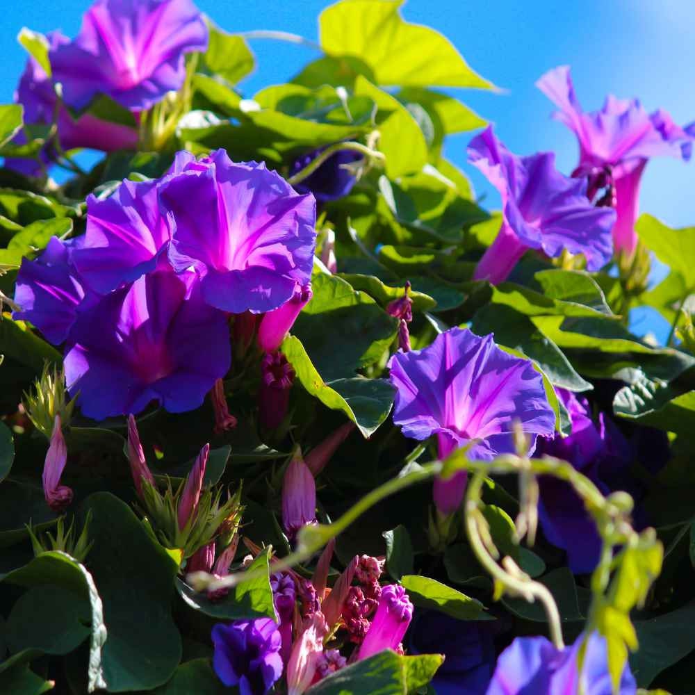 Purple Grandpa Ott Morning Glory Seeds - Climbing Vine, 30+ seeds