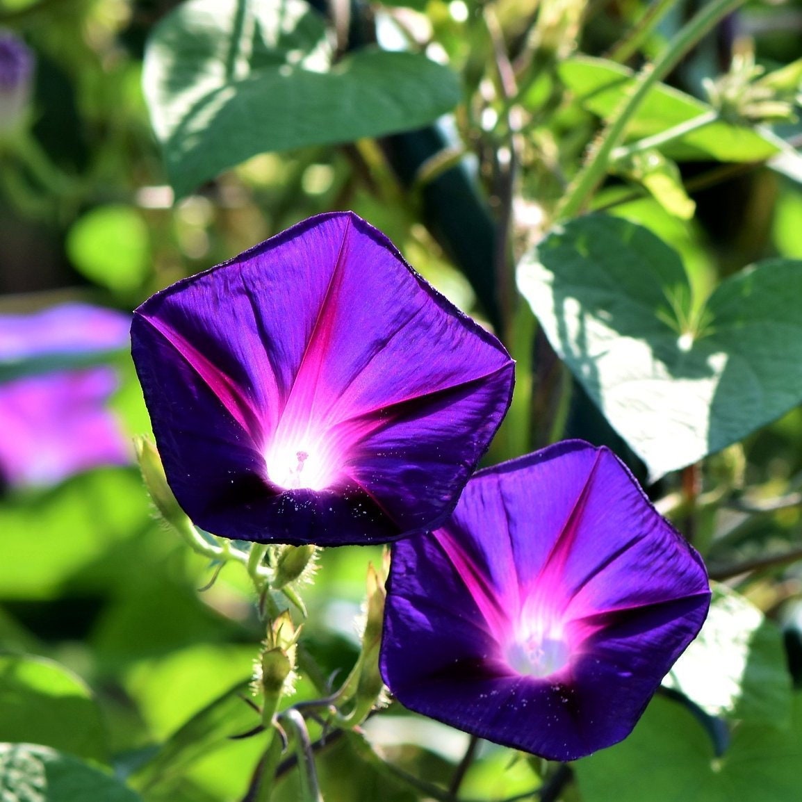 Purple Grandpa Ott Morning Glory Seeds - Climbing Vine, 30+ seeds