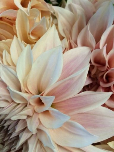 dahlia seeds cafe au lait 40+ Seeds-Café Au Lait Dahlia Seeds- Authentic - Open-Pollinated - Organic - Heirloom - Flower Seeds - Container