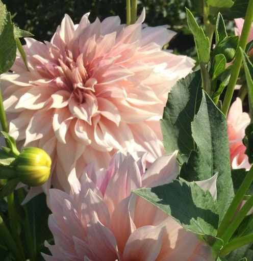 dahlia cafe au lait seeds 40+ Seeds-Café Au Lait Dahlia Seeds- Authentic - Open-Pollinated - Organic - Heirloom - Flower Seeds - Container